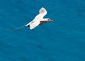 Lord Howe Island_20061209_039